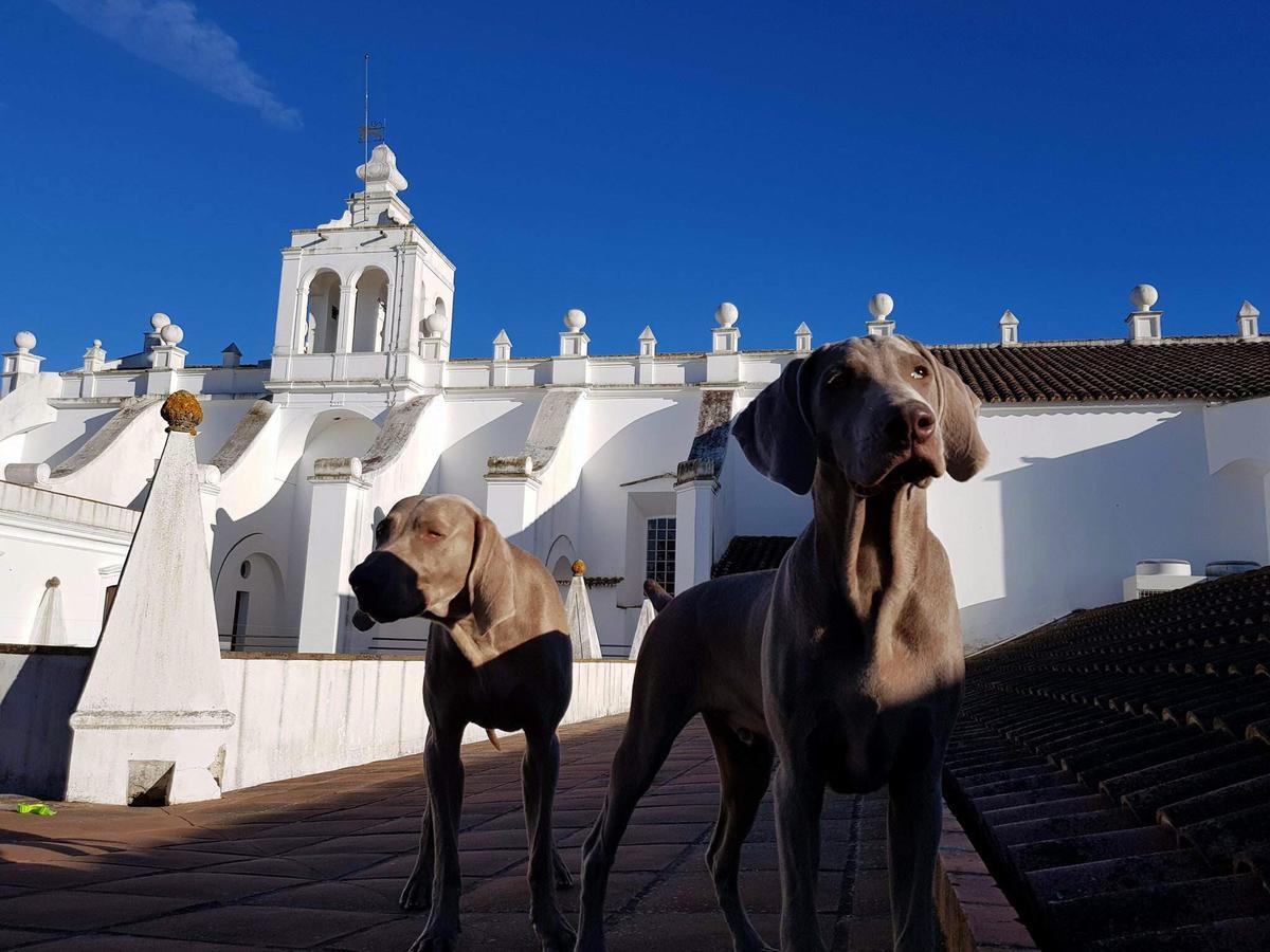 Convento Do Espinheiro, Historic Hotel & Spa Évora Exterior foto Two Weimaraners
